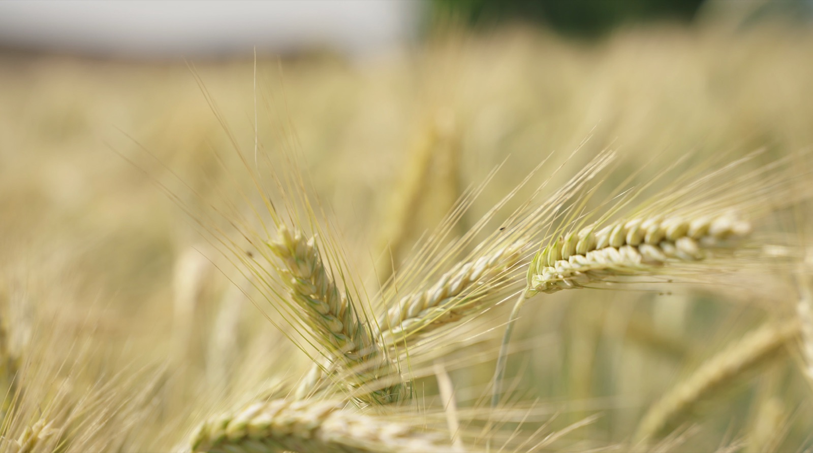 Regional und mit der Natur