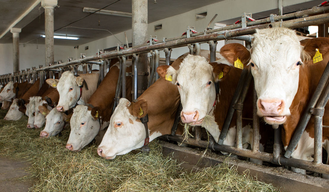 Fleckviehkühe im Stall am Hansl Hof
